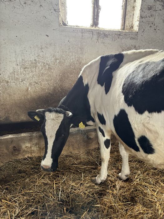 Vaca holstein gestanta in 2 luni cu al 3 vitel