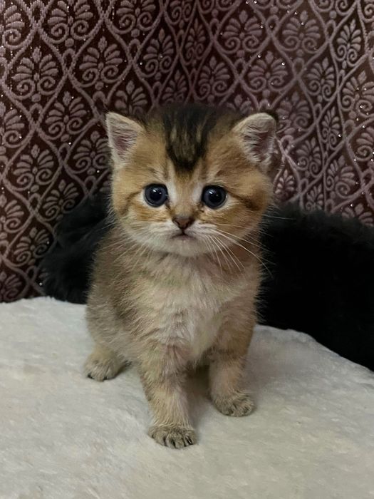 Продаются котята  Золотые Шиншиллы