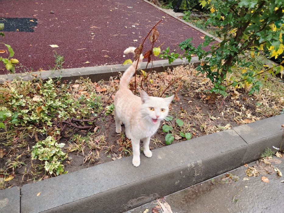 Котята на бронирование!