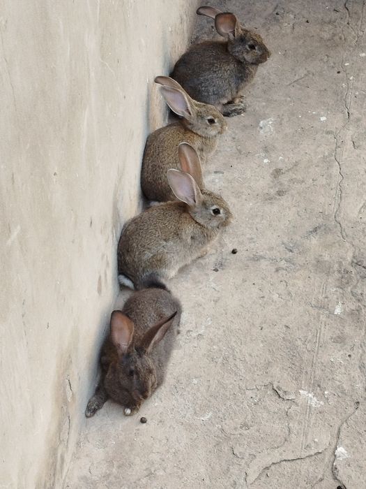 К,уенлар сотилади