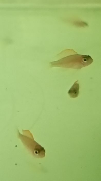 Мальки неолампрологус крапчатохвостый