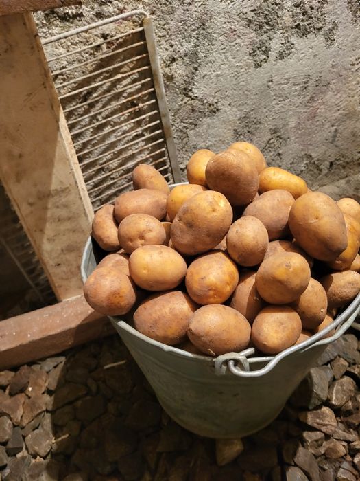 Продам картофель. СЕМЯНОЙ.
