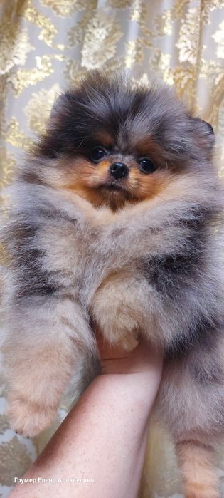 Мальчик, померанский шпиц