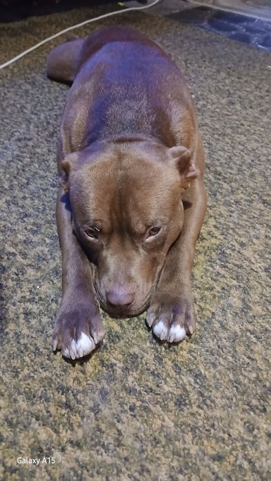 Питбул (питоподобно)