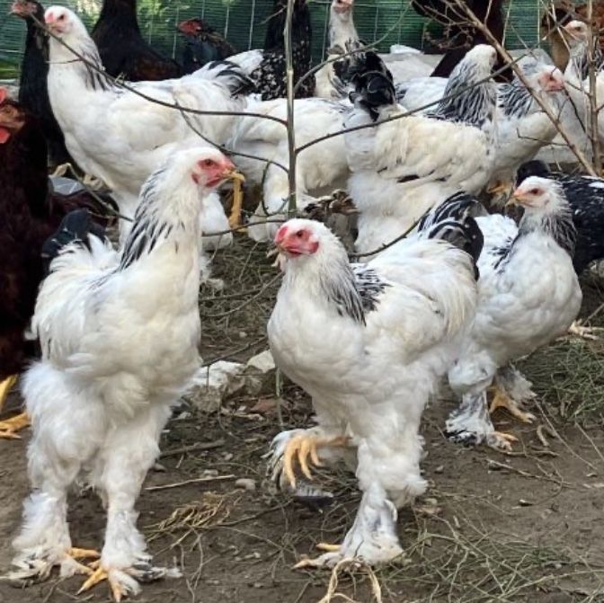 Familii gaini de rasa mare wiandotte combatant, brahma cochinchina