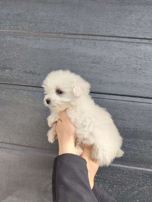 Bichon maltesse talie mică