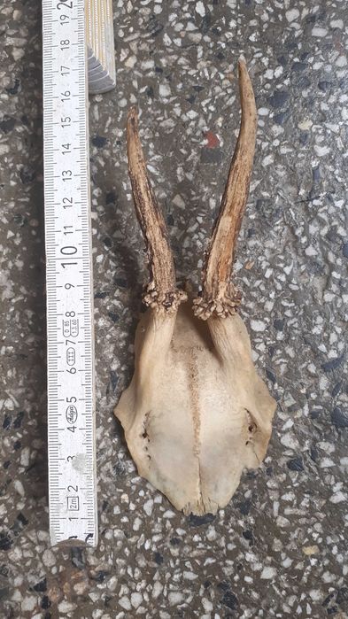 Еленови рога - 2 броя (малки,с част от черепа)