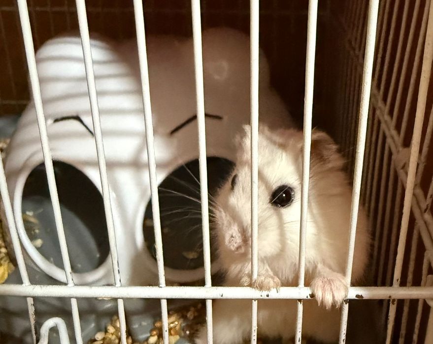 Хомяков продам срочно