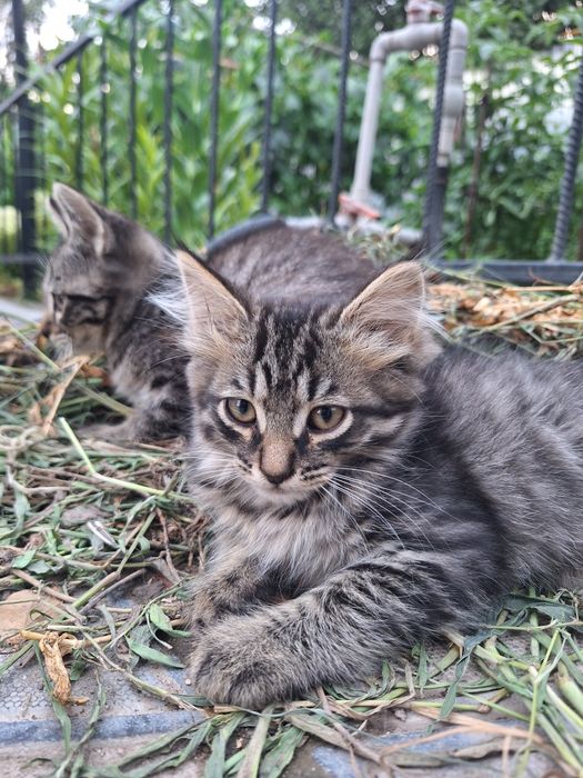 Отдам котенка бесплатно