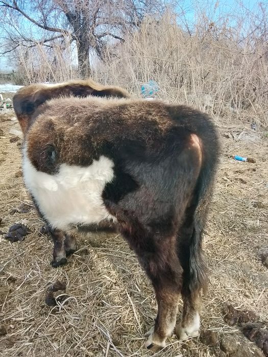 Обмен жоқ ақшалай керек