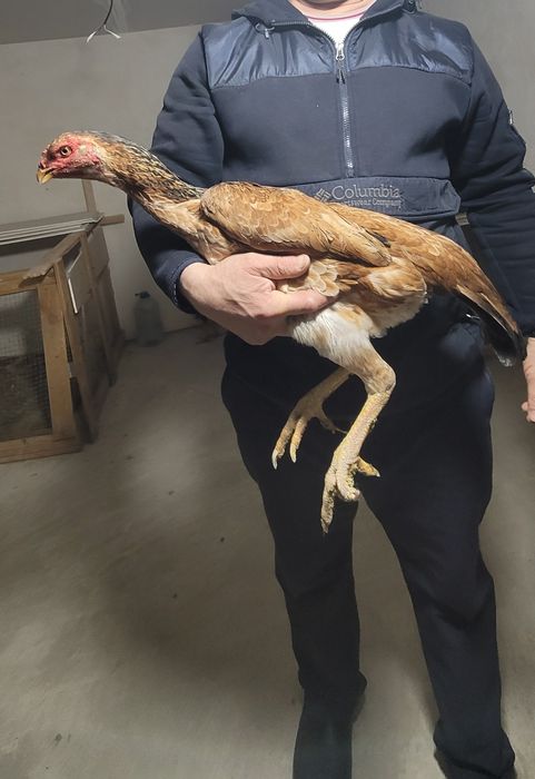 Turk Tovuq Narxi 500.00p