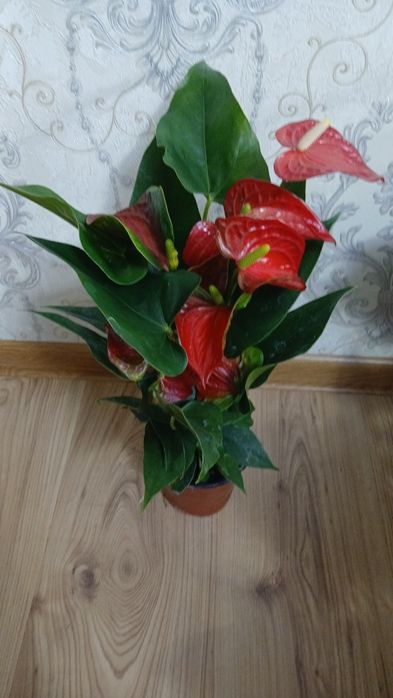 Комнатные растения