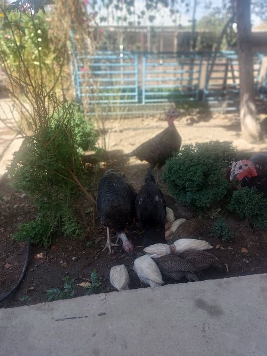 Продаётся  цесарки