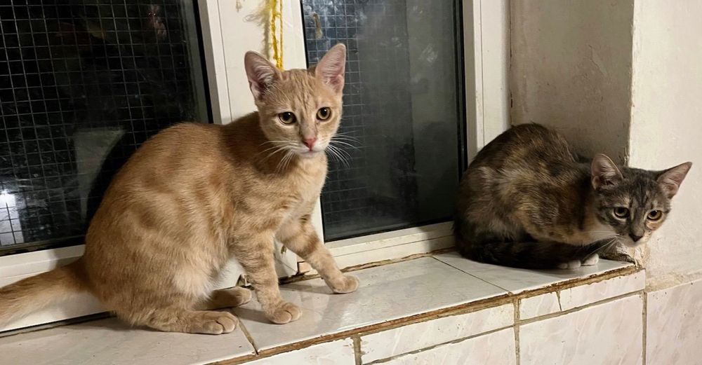 Metisi British Shorthair pui