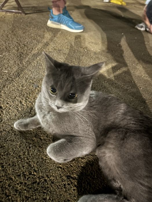 Продам кота британца