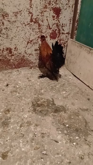 Прадам карлика питушка