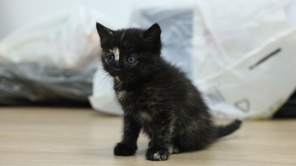 Котенок в добрые ручки