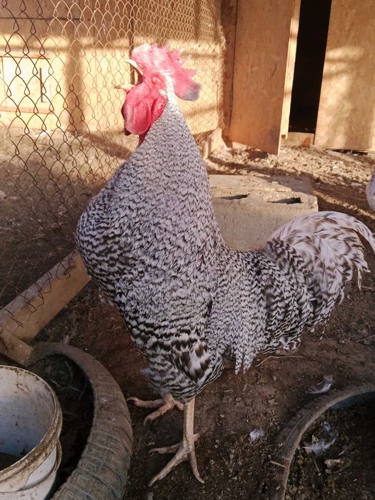 Амроксов семейка 2+1