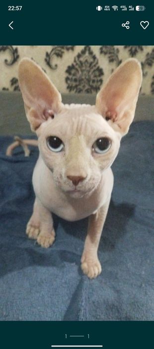 Сфинкс Вязка! Кот
