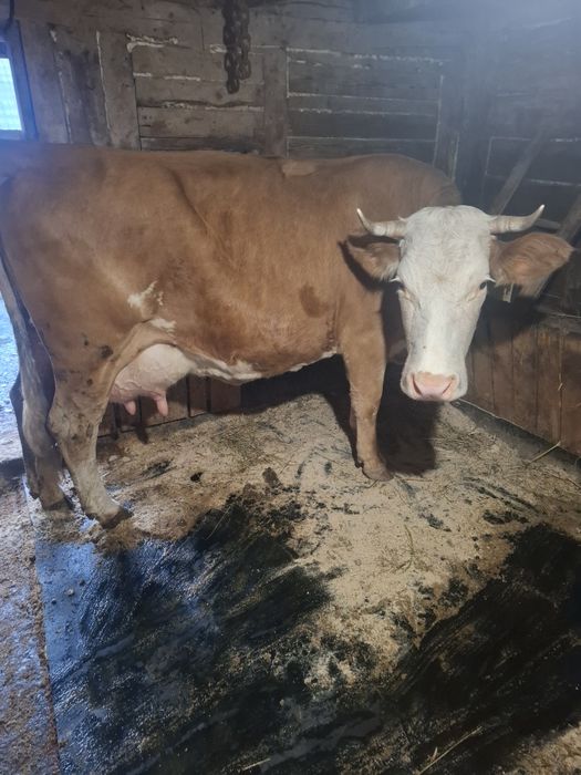 De vanzare o vaca forte buna de lapte