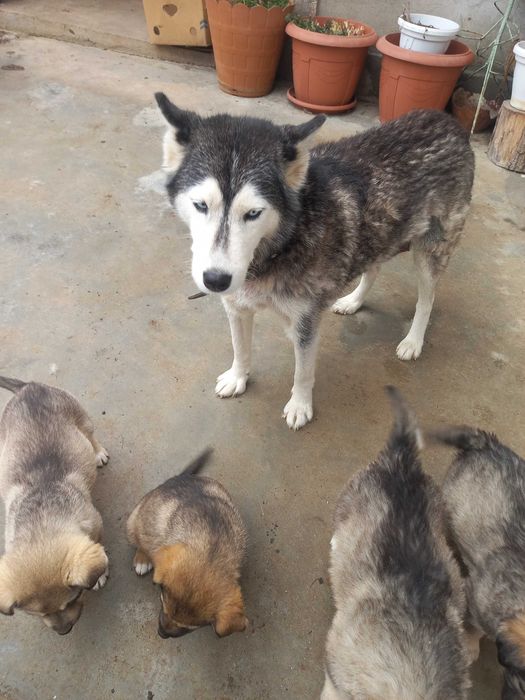 Подарявам кученца