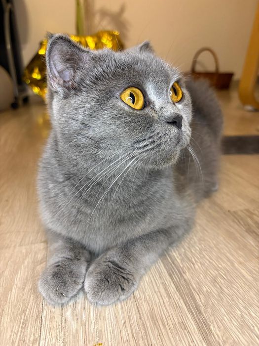De vânzare 4 puiuți scottish fold