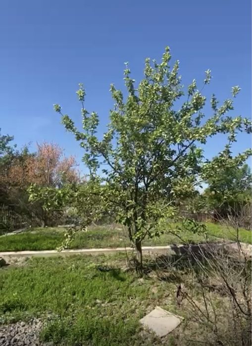 Продам дачу телецентр