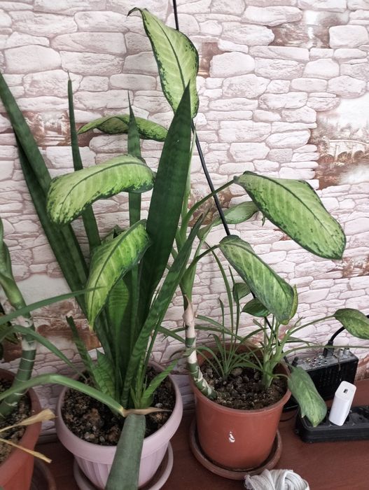 Домашние цветы. Разные