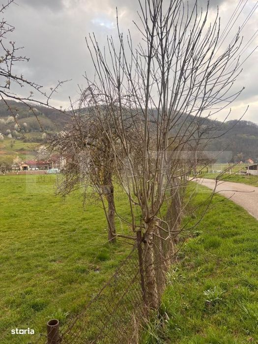 Teren de vanzare 1200 mp – Șuncuius, zona cabane – ideal casa de