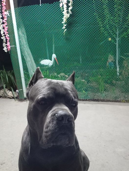 Вязка Кане Корсо