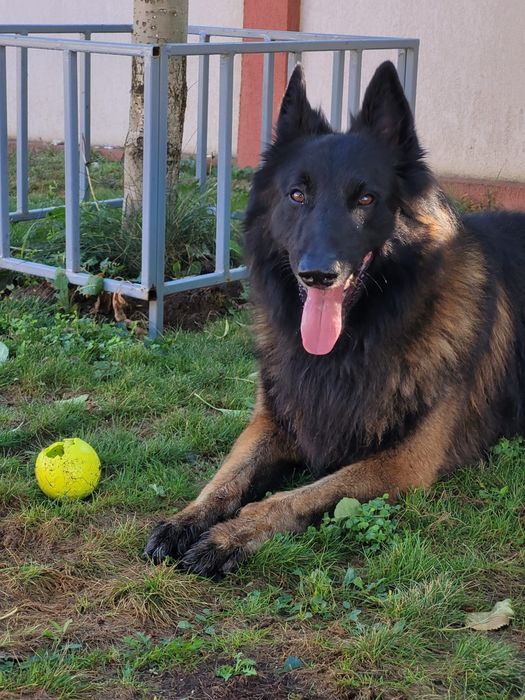 Cazare animale de companie/Hotel animale/Pet Sitter.