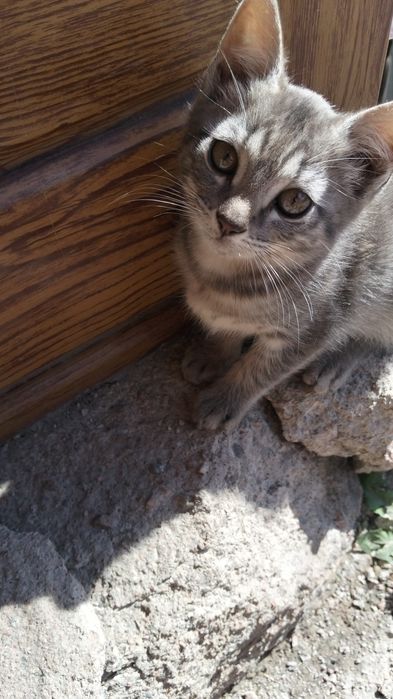 Отдам котят в добрые руки