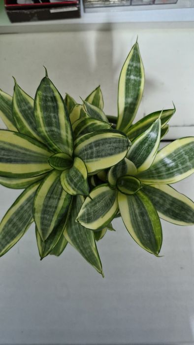 Продам Сансевиерии голден  хани