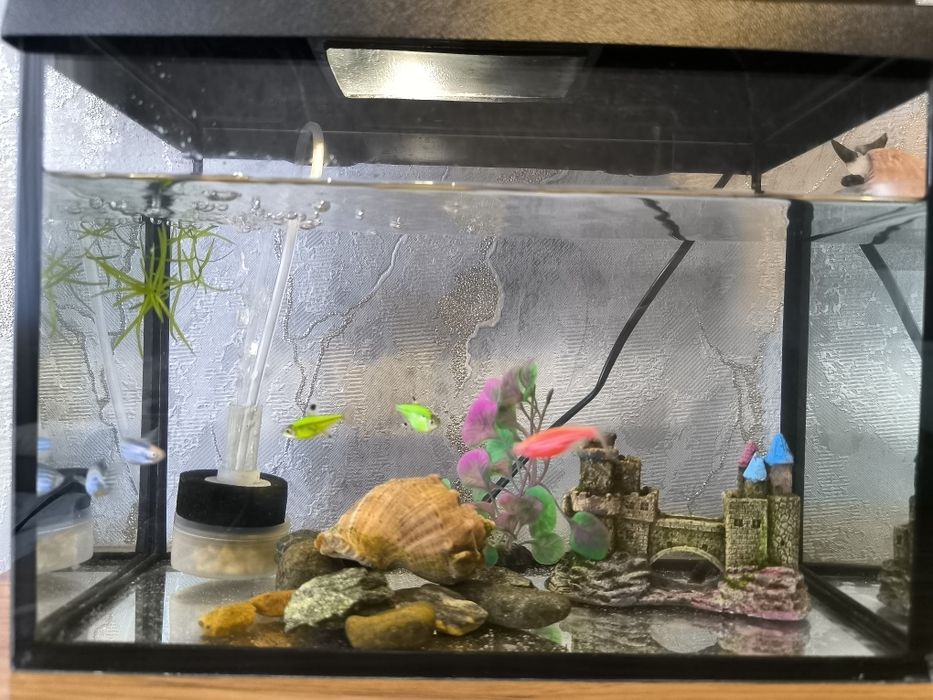 Продам аквариум с рыбками и улиткой 15500