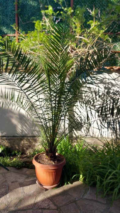 Финикови палми в отлично състояние, подходящи за градина, офис, заведе