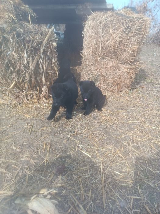 Продам щенков немецкой овчарки