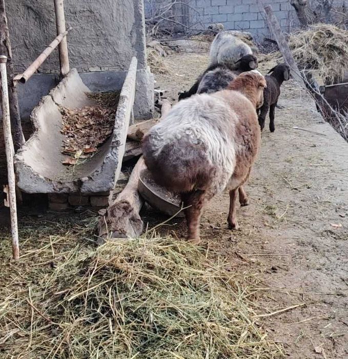 Qo'y sotiladi yeb ochish joyida