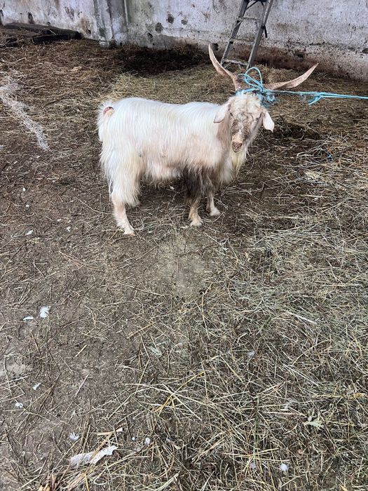 Vand tap bun de mota dau de taiat. Mare forte bine dezvoltat