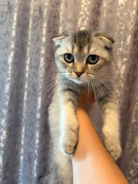 Максим самый ласковый в мире котик