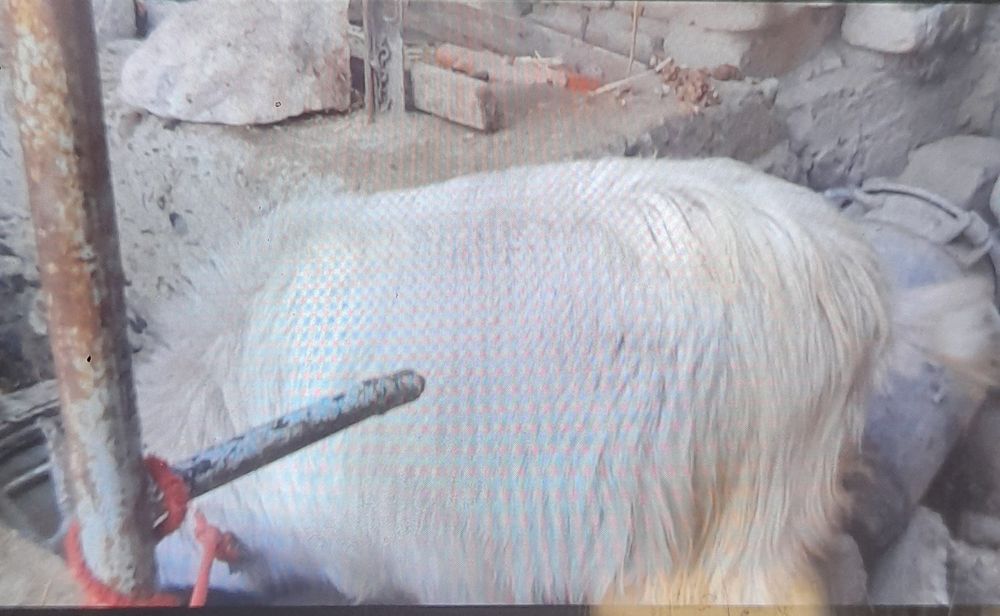 Echki sotiladi  semiz