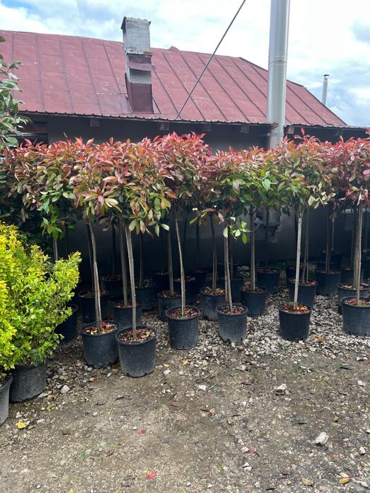Avem  piatra si plante de mai multe feluri pt det sunati