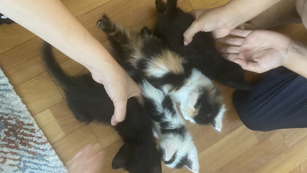 Котенку бесплотно отдадим