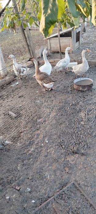 Vând gâște 120 lei/bucata