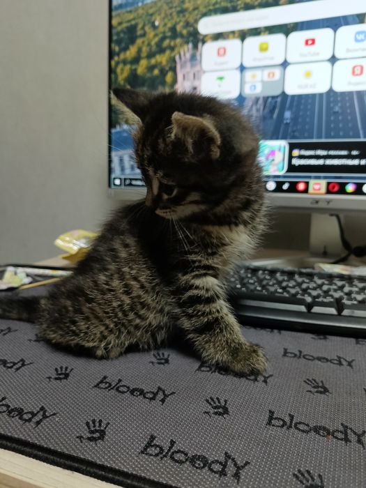 Отдадим котенка красивую