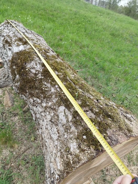 Trunchi de nuc fara crăpături