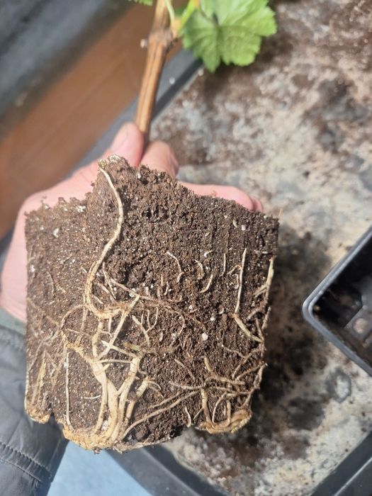 Черенки винограда вегетирующие