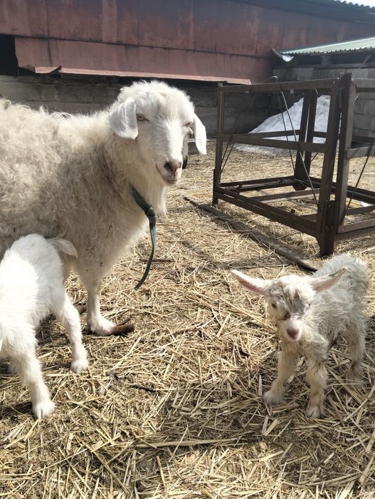 Коза с козлятами