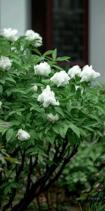 Bujor de Tip Pomisor (Diferite Culori )