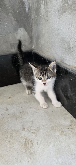Мушукчалар кораси хам бор