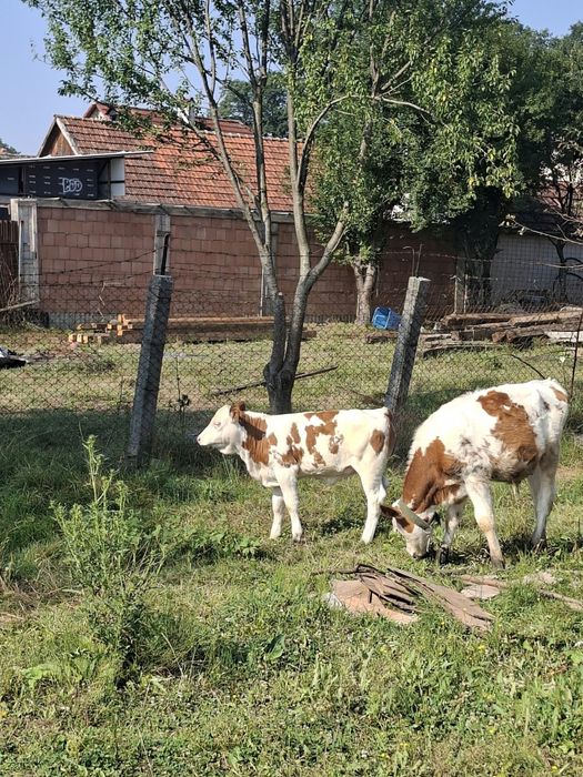 Vand vaca cu doi vitai